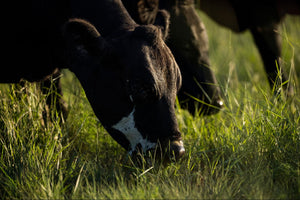 The Importance of Cattle Nutrition